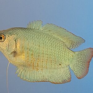 Colbalt Blue Dwarf Gourami