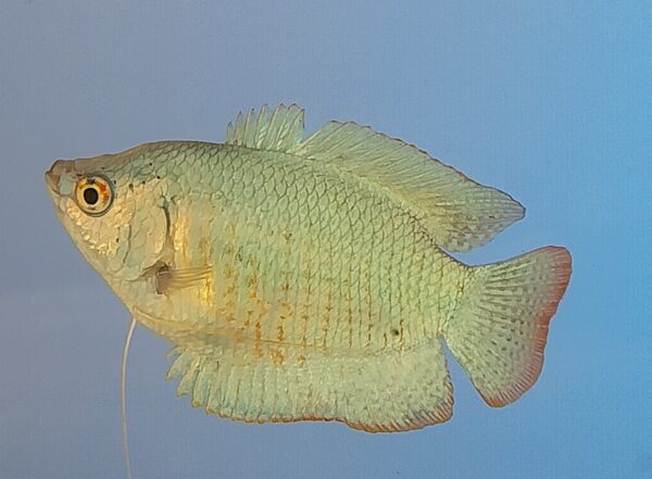 Colbalt Blue Dwarf Gourami