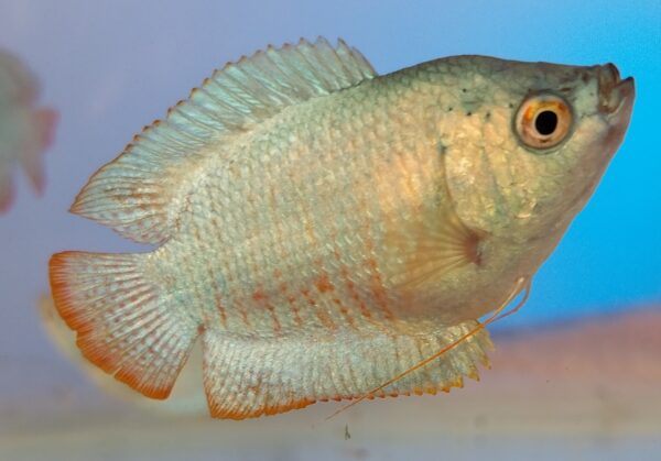 Colbalt Blue Dwarf Gourami - Image 2