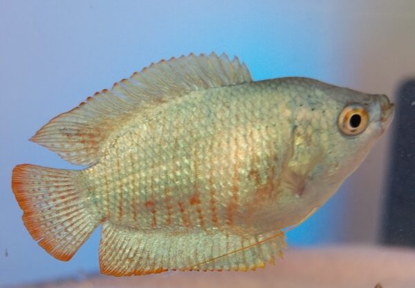 Colbalt Blue Dwarf Gourami - Image 3