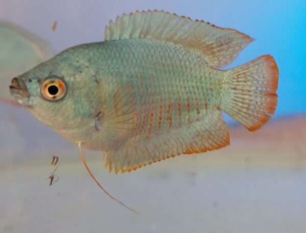 Colbalt Blue Dwarf Gourami - Image 4