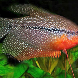 Pearl Leeri Gourami