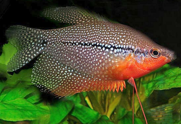 Pearl Leeri Gourami