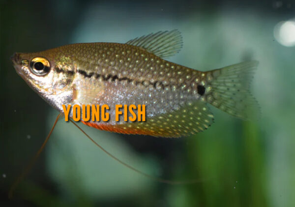 Pearl Leeri Gourami - Image 4