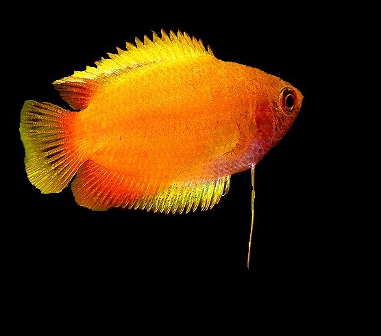 Breeding Pair Of Dwarf Honey Gourami