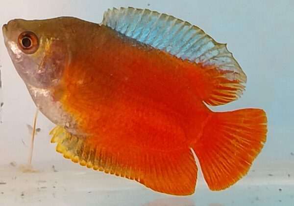 Flame Dwarf Gourami - Image 3