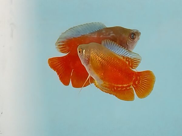 Flame Dwarf Gourami - Image 4