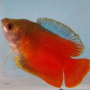 Flame Dwarf Gourami