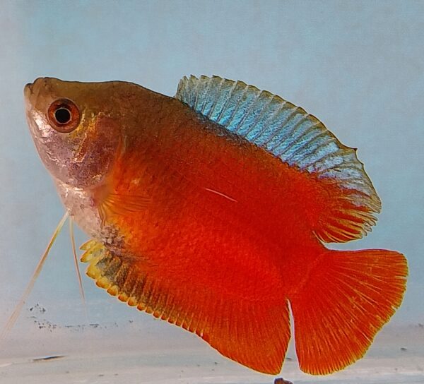 Flame Dwarf Gourami