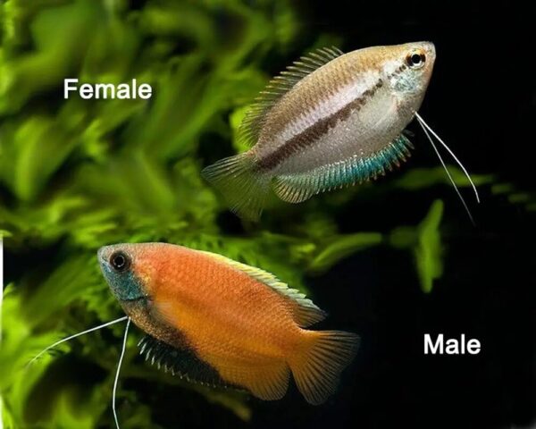 Breeding Pair Of Dwarf Honey Gourami - Image 3