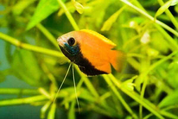 Breeding Pair Of Dwarf Honey Gourami - Image 2